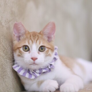 おしゃべりなぽやぽや坊や、フロくん！