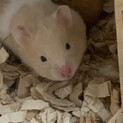 キンクマハムスター赤ちゃんとゴールデンクリーム