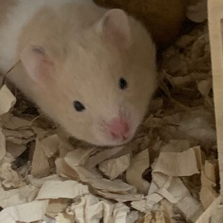 キンクマハムスター赤ちゃんとゴールデンクリーム