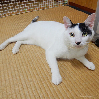 しなやかな体が美しい猫です