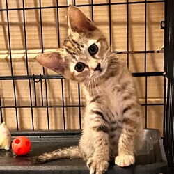 名古屋市/南生涯学習センターで譲渡会