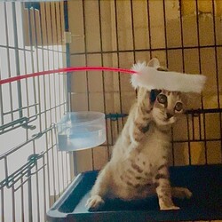 名古屋市/南生涯学習センターで譲渡会 サムネイル2