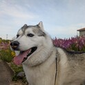 シベリアンハスキー♀６歳 里親募集です