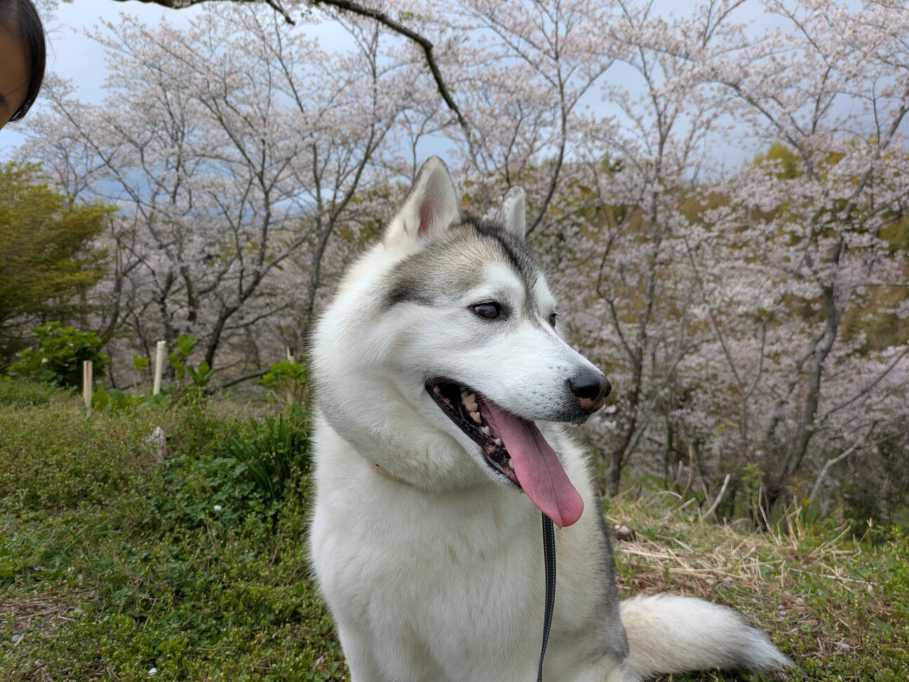 シベリアンハスキー♀6歳」静岡県 - 犬の里親募集(523157) 2枚目の