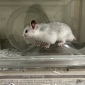ゴールデンハムスター