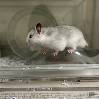 ゴールデンハムスター