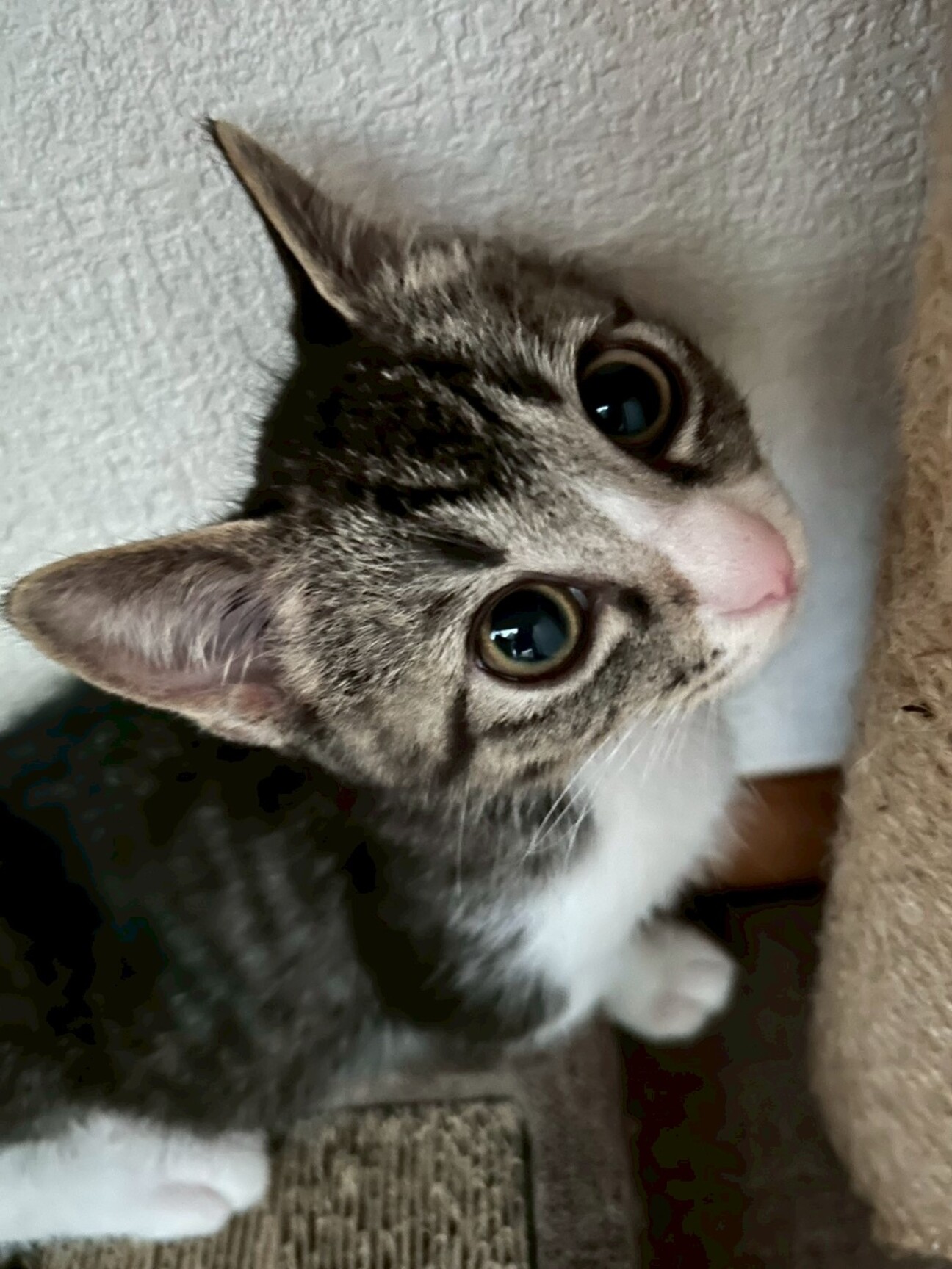 かわい子猫ちゃん❣️」千葉県 - 猫の里親募集(523160