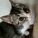 かわい子猫ちゃん❣️