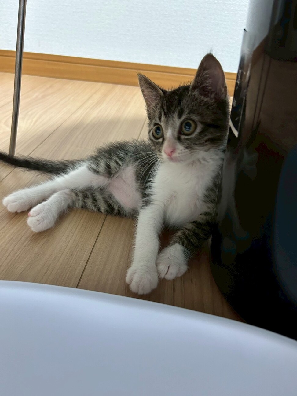 かわい子猫ちゃん❣️」千葉県 - 猫の里親募集(523160) 3枚目の