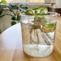 メダカを稚魚から育ててみませんか？