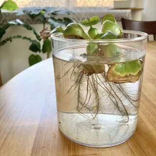 メダカを稚魚から育ててみませんか？