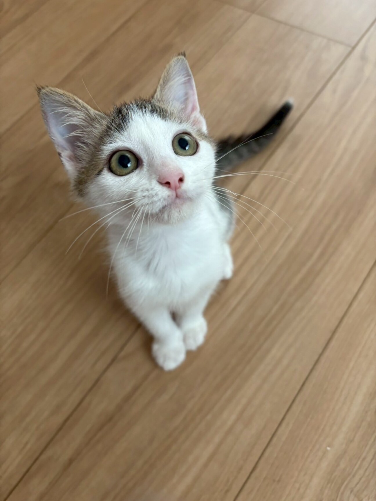 かわいい子猫ちゃん❣️」千葉県 - 猫の里親募集(523162