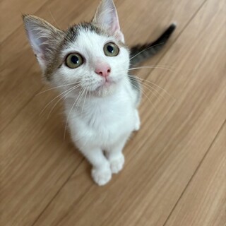 かわいい子猫ちゃん❣️