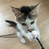 かわいい子猫ちゃん❣️ サムネイル2