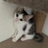 かわいい子猫ちゃん❣️ サムネイル4