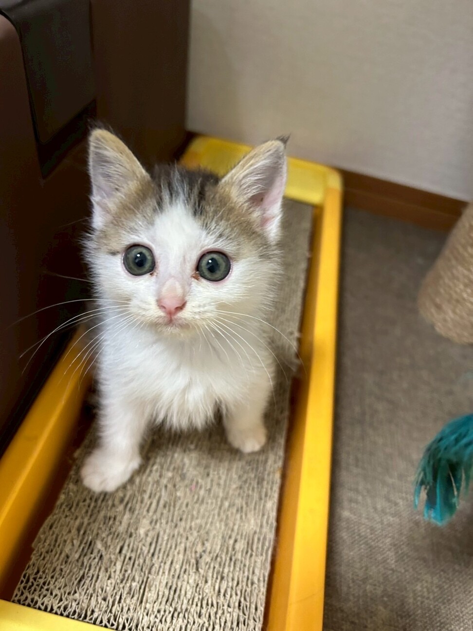 かわいい子猫ちゃん❣️」千葉県 - 猫の里親募集(523162) 5枚目