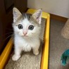 かわいい子猫ちゃん❣️ サムネイル5