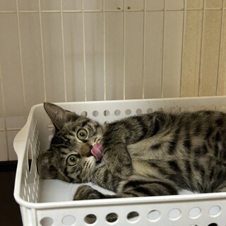  抱っこが大好きな甘えん坊　けむ君