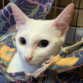 ため息が出るほど美しいオッドアイの若ママ