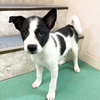 生後2ヶ月メス」白黒の」栃木県 - 犬の里親募集(523166) :: ペット
