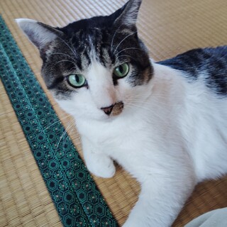 人が大好き優しいキジ白モンちゃん☆