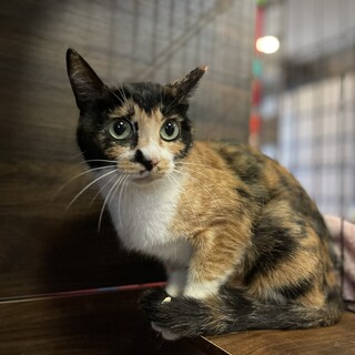 出産経験もあります☆わっふる