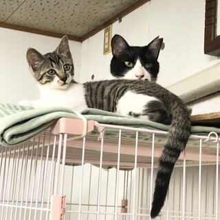 約３ヶ月　キジシロ女の子