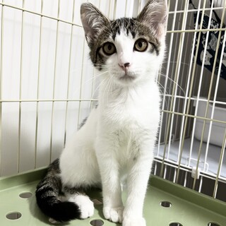 【11/3譲渡会参加】碧（あお）くん