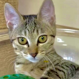 【4/10生まれ】兄妹4匹のお家を探しています