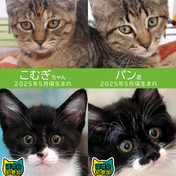 28匹子猫いっぱい★みよし市