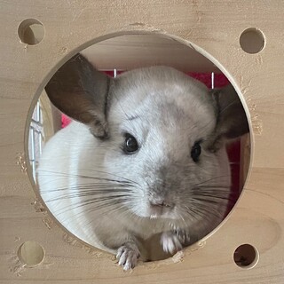 オンライン面会受付中 チンチラ(オス)５才