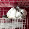 オンライン面会受付中 チンチラ(オス)５才 サムネイル3