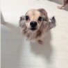 たかなごはん