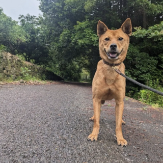 人懐っこくて優しいかつみ