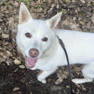 白く美しい女の子、チエ