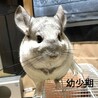 オンライン面会受付中 チンチラ(オス)５才 サムネイル4