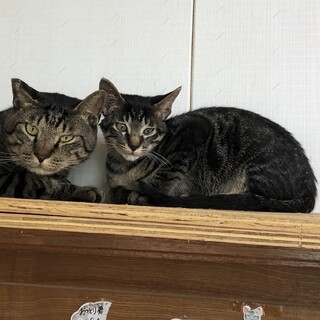 キジ黒　男の子　約３ヶ月