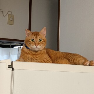 むぎ：茶トラ猫さんばかりの地域からTNRの際に保護