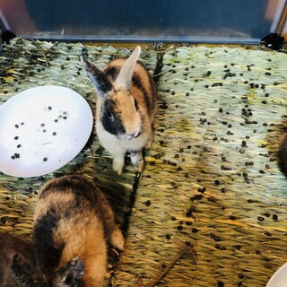 左右の色が違ううさぎさん　キメラちゃん