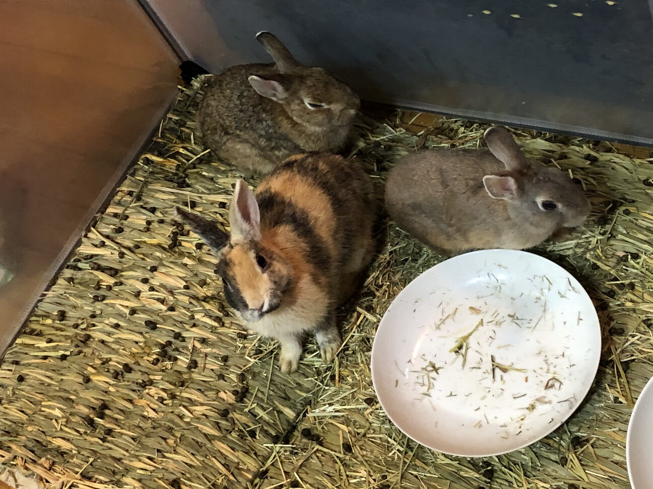 左右の色が違ううさぎさん」福島県 - 小動物の里親募集