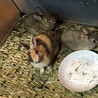 左右の色が違ううさぎさん　キメラちゃん サムネイル2