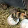左右の色が違ううさぎさん　キメラちゃん サムネイル3