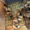 左右の色が違ううさぎさん　キメラちゃん サムネイル4