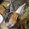 左右の色が違ううさぎさん　キメラちゃん サムネイル5