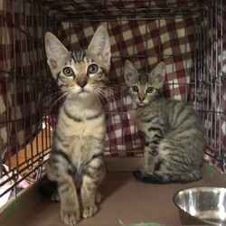 さすけねこ 出品 ネコですけど？》コットン100％ オックス MA-0080～0084 ネコ柄
