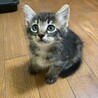 保護猫ぴーなっつ さん