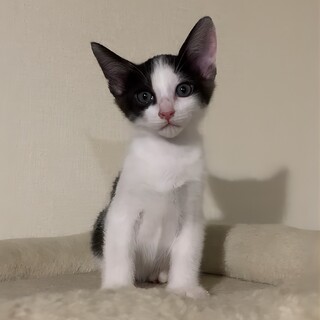 可愛いハチワレボーイ2ヶ月