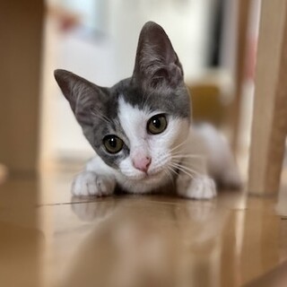 【8/24⭐️泉大津にて譲渡会】参加猫カールくん