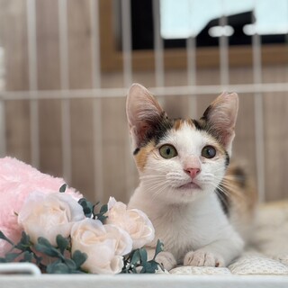 ちょっと控えめ、ちっちゃい三毛猫ふうりんちゃん