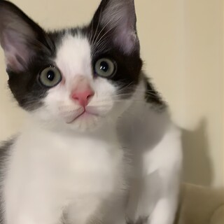 モフモフハチワレくん2ヶ月